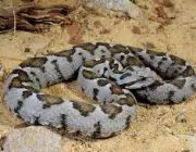 Cobras da Família Viperidae 2