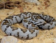 Cobras da Família Viperidae 2