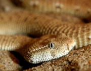 Cobras da Família Viperidae 3