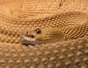 Cobras da Família Viperidae 4