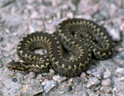 Cobras da Família Viperidae 5