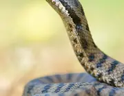 Cobras da Família Viperidae 6