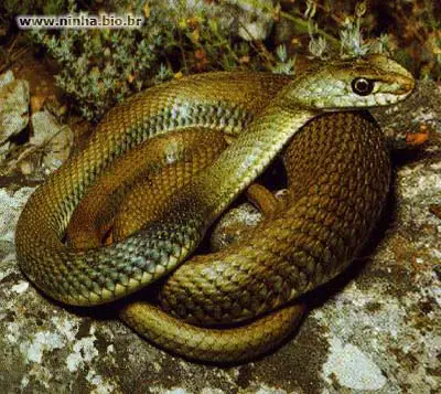Cobras do Litoral Catarinense 5