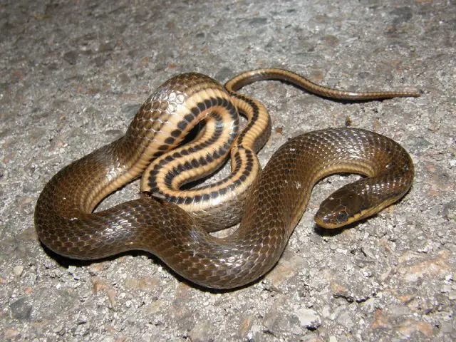 Cobras do Litoral Catarinense 6