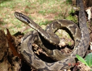 Cobras do Litoral Catarinense 1