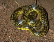Cobras do Litoral Catarinense 4