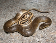 Cobras do Litoral Catarinense 6