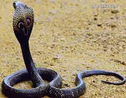 Cobras Najas 4