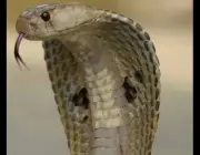 Cobras Najas 5