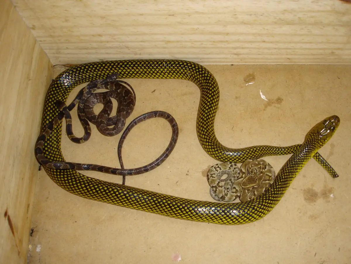 Cobras Nativas de Santa Catarina 1