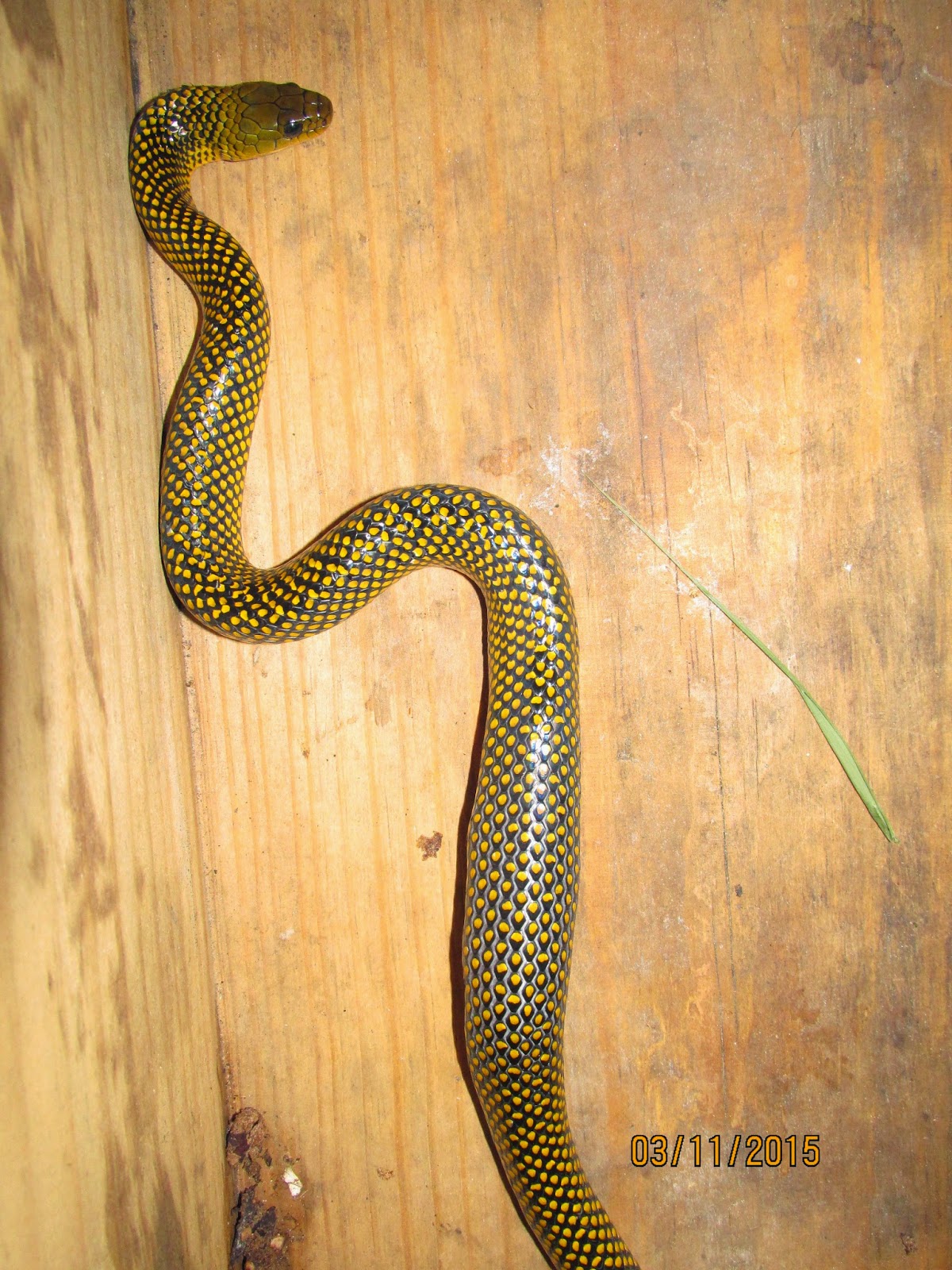 Cobras Nativas de Santa Catarina 6