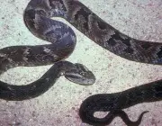 Cobras Nativas de Santa Catarina 3