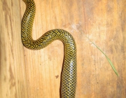 Cobras Nativas de Santa Catarina 6