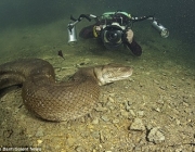 Anaconda Nadando 1