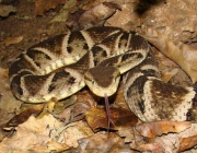 Caiçaca (Bothrops moojeni)