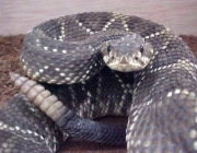 Cascavel (Crotalus Durissus Cascavella)