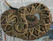 Cascavel (Crotalus Durissus Collilineatus)