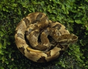 Jararaca (Bothrops jararaca)