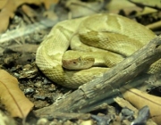 Jararaca ilhoa (Bothrops insularis)