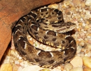 Jararaca pintada (Bothrops neuwiedi)