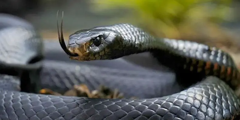 Что означает черная змея. Черная змея с желтым хвостом. Чёрная змея во сне к чему. Черная змея с желтым хвостом кто это.
