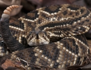 Cascavel Crotalus Durissus Cke