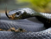 Cobras Venenosas - Mamba Negra 1