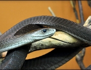 Cobras Venenosas - Mamba Negra 2