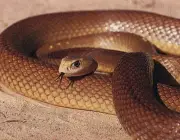 Cobras Venenosas - Taipan do Interior 2