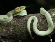 Jararacas (Bothrops)