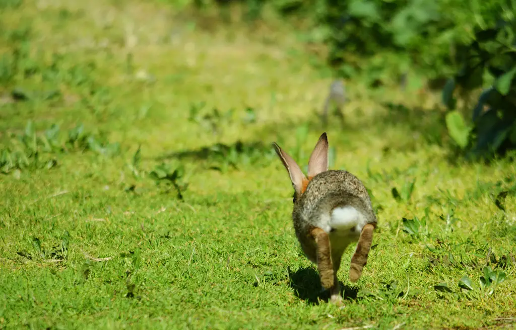 Зайчик убегает. Заяц бежит. Заяц прыгает. Заяц в прыжке. Заяц со спины.