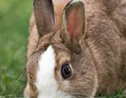 European rabbit Oryctolagus cuniculus