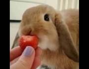 Coelho Mini Lop Comendo 1