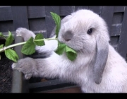 Coelho Mini Lop Comendo 2