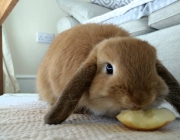 Coelho Mini Lop Comendo 3