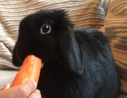 Coelho Mini Lop Comendo 4