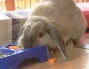 Coelho Mini Lop Comendo 5