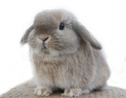 Coelho Mini Lop 1