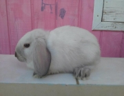 Coelho Mini Lop 2