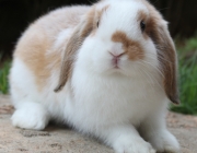 Coelho Mini Lop 4