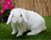 Coelho Mini Lop 5