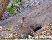 Coelho Silvestre 3