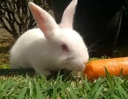 Coelhos Comendo 5