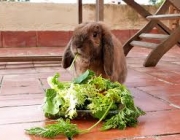 Coelhos Comendo Verdura 1