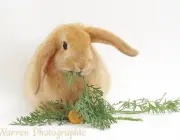 Young Sandy Lop rabbit eating carrot tops