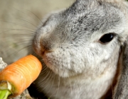 Coelhos Comendo Verdura 3