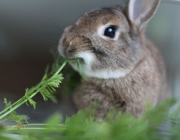 Coelhos Comendo 1