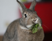 Coelhos Comendo 2