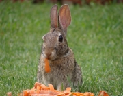 Coelhos Comendo 3