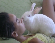 Coelhos Como PET 4